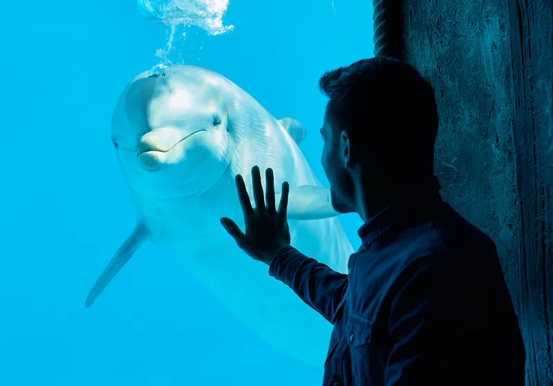 Face to face: The underwater window: go early before the glass gets crowded
