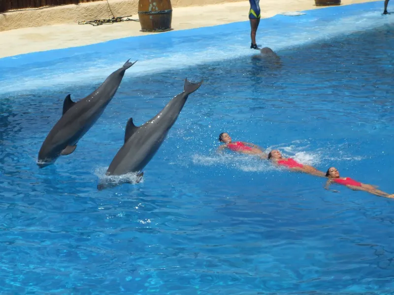 Dolphins and swimmers: Trainers and dolphins in the pirate-ship pool