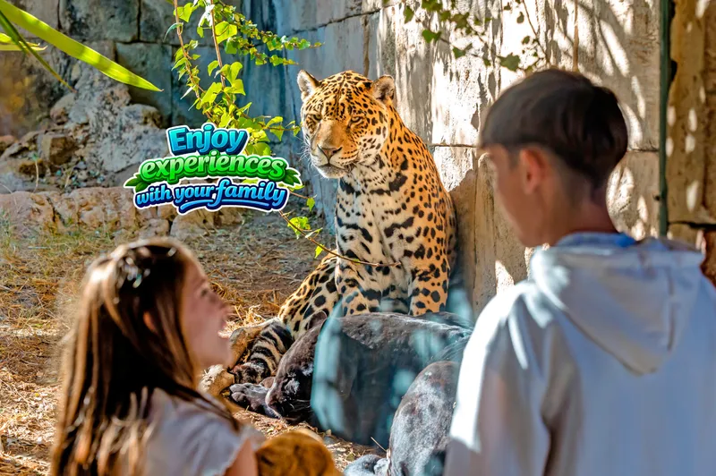 The jaguar, behind the glass: Big cats are the reason most families come