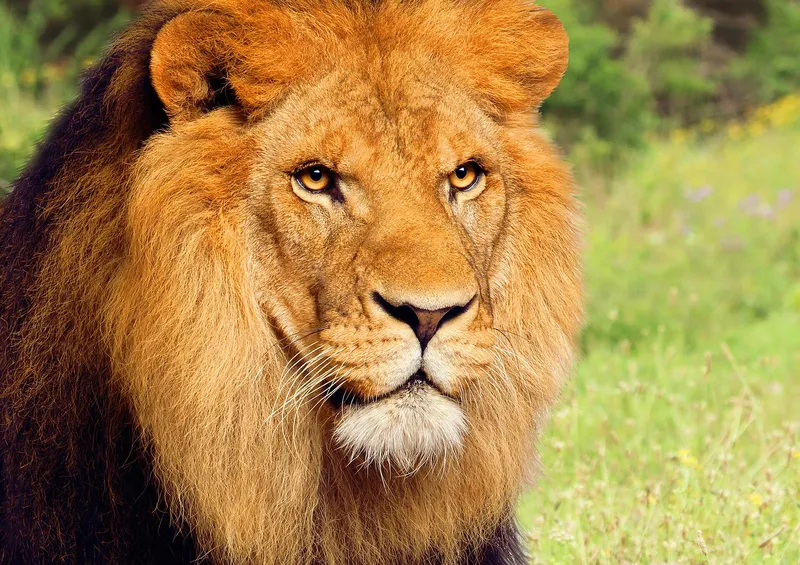 A lion at Terra Natura: Lions, tigers and jaguars live in the Asia and America areas