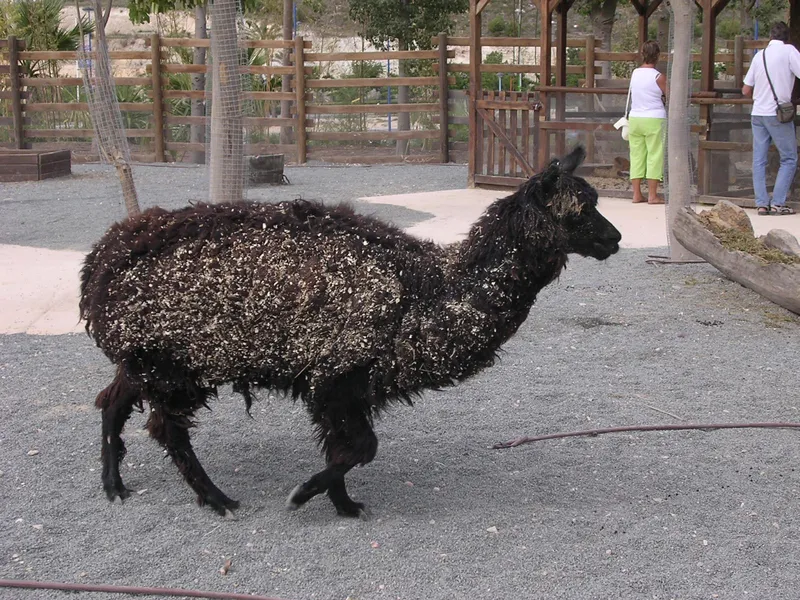 Llamas among the visitors: The walk-round paths bring you close to the gentler animals