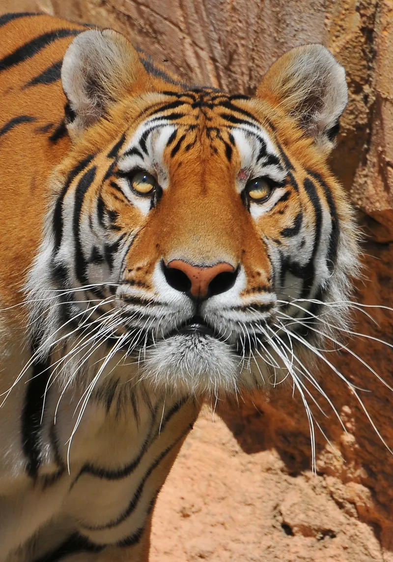 A tiger up close: Photographed from the visitor path
